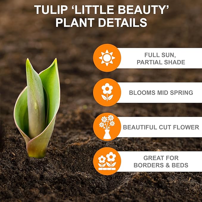 Garden State Bulb Batalinii Little Beauty Tulip Flower Bulbs, 6/+cm, Fall Planting (Bag of 50)