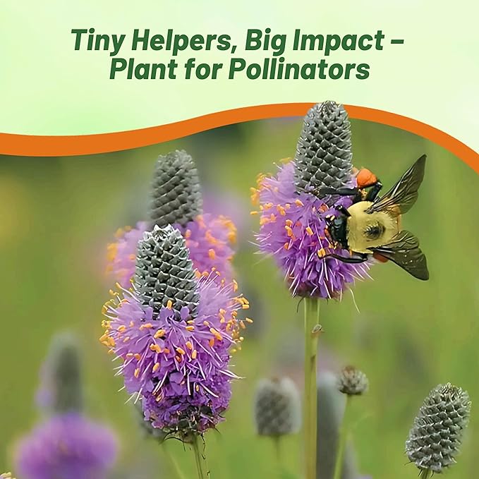 Outsidepride Purple Prairie Clover Seeds - 1 lb. Perennial Seeds for Planting, Easy to Grow, Drought & Heat Tolerant, High Protein Forage for Livestock, Ideal for Meadow Gardens, & Xeriscaping