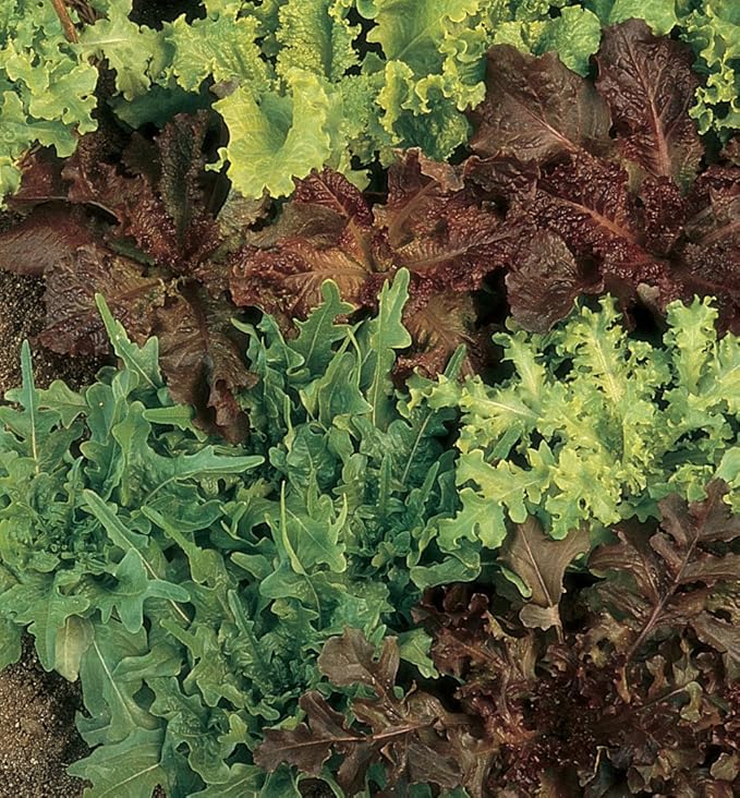 Burpee Gourmet Blend Lettuce Seeds 1000 seeds