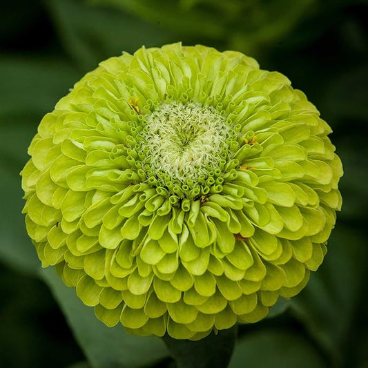 Eden Brothers Zinnia Seeds - Benary Giant Lime
