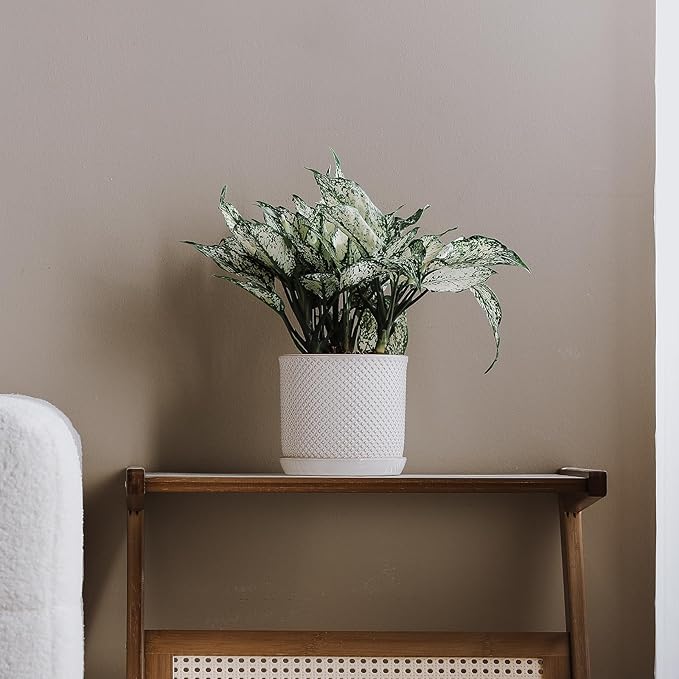 5.8 Inch Plant Pot: Ceramic Planter with Drainage Hole & Saucer for Indoor Outdoor Plants - Flowerpot with Bonded Tray for Home Office - Beaded Embossed Style, Cream White