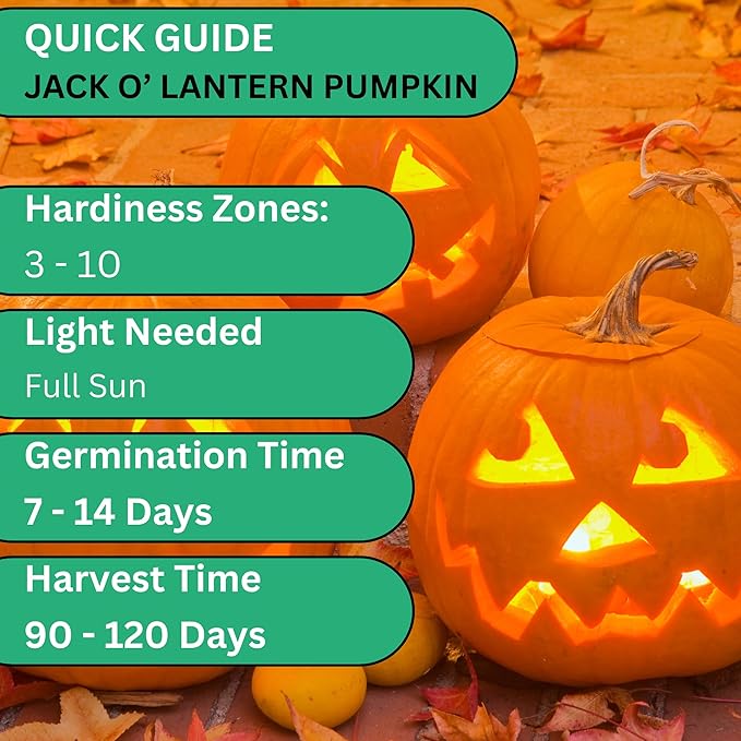 Jack O Lantern Pumpkin Seeds for Planting - Over 40 Heirloom Non-GMO Pumpkin Seeds to Plant - Ideal Heirloom Seeds to Grow for Decor & Fall Harvest - Pumpkins for Outdoor Gardens