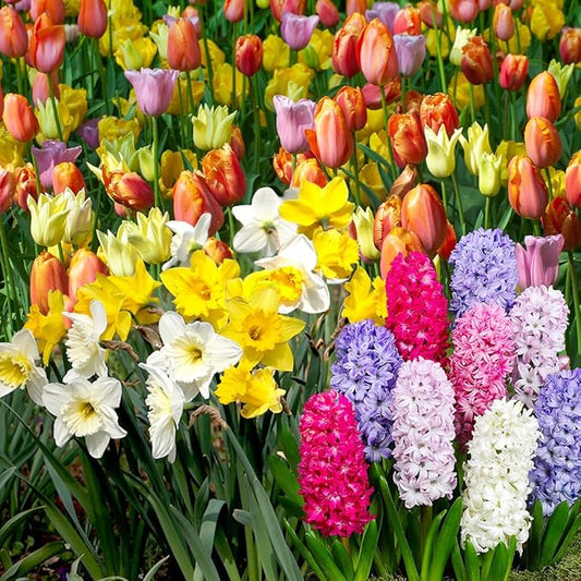 Complete Spring Flower Bulb Garden – Mixed Tulips, Daffodils & Hyacinths – 75 Bulk Bulbs for Colorful Spring Blooms – Easy Fall Planting - Plant in Gardens, Borders & Flowerbeds - Willard & May