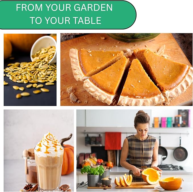 Jack O Lantern Pumpkin Seeds for Planting - Over 40 Heirloom Non-GMO Pumpkin Seeds to Plant - Ideal Heirloom Seeds to Grow for Decor & Fall Harvest - Pumpkins for Outdoor Gardens
