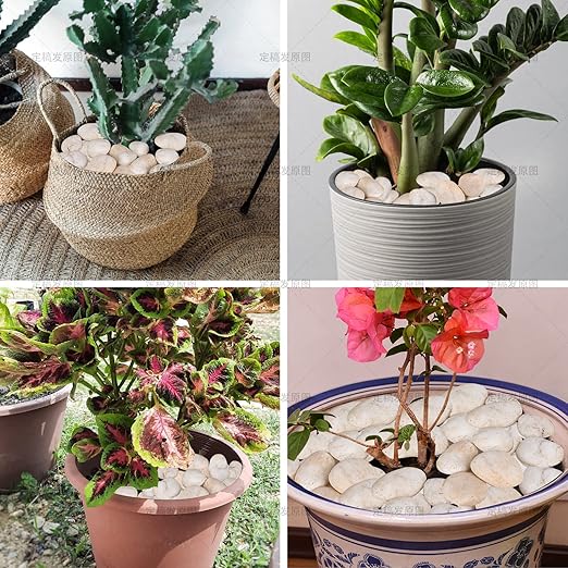 10lb Cream White River Rocks Outdoor Landscaping- Polished Pebble for Plants – Garden Decorative Stones-1-2 Large Plant Rocks,Ideal for Aquarium, Home Decor