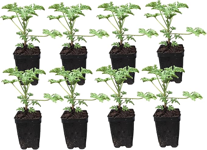 8 Containers of Mixed Lenten Rose/Hellebore in 2.5 Inch Pots- Great for Fall Planting!