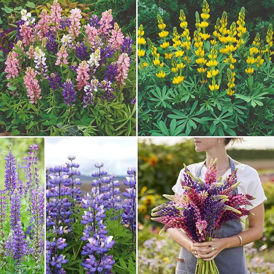Eden Brothers Lupine Flower Mixed Seeds for Planting, 10 lb, 4,800,000+ Seeds with Russell, Arroyo, Yellow, Sky Lupine | Attracts Pollinators, Plant in Spring or Fall, Zones 3, 4, 5, 6, 7, 8, 9, 10