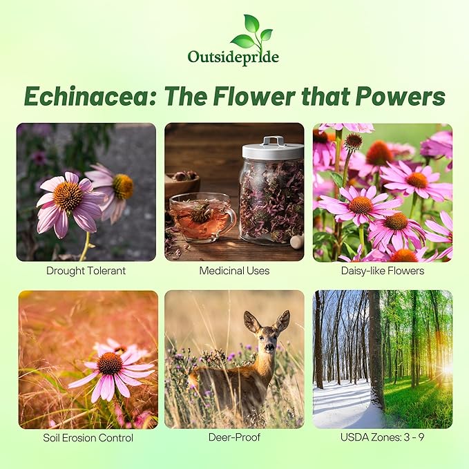 Outsidepride Purple Echinacea Coneflower Seeds - 1 lb Perennial, Deer-Proof & Drought Tolerant Flower Seeds with Daisy-Like Blooms for Pollinator-Friendly Gardens, Borders, & Meadows