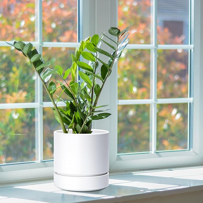 Phoenix Vine 6 Inch Planter Pot with Drainage Hole & Saucer, Deep Water Catch Tray, Straight Cylindrical Round Pot for Plants, Matte White, Pack of 3, 23-B-S-3