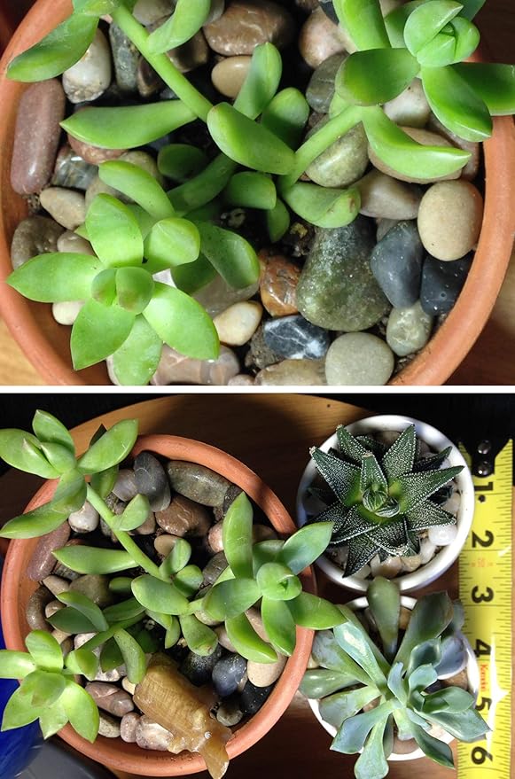 Voulosimi River Rock Stones, Natural Decorative Polished Mixed Pebbles Gravel,Outdoor Decorative Stones for Plant Aquariums, Landscaping, Vase Fillers (5 LB, Mixed Colors)