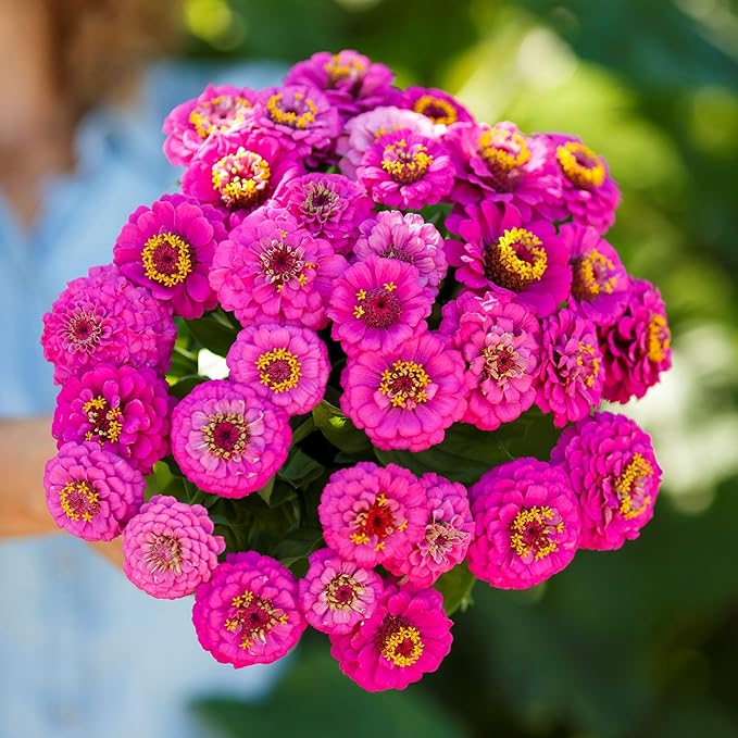 Eden Brothers Zinnia Seeds - Pumila Violet, Non-GMO Seeds for Planting, Packet | Low-Maintenance Flower Seeds, Plant During Spring, Zones 3, 4, 5, 6, 7, 8, 9, 10