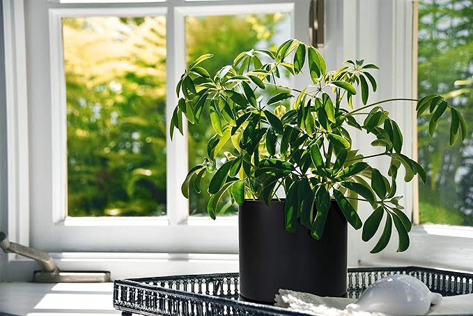 D'vine Dev Set of 2 Plants Pots, 10 Inch Ceramic Planter Pot for Plants with Drainage Hole and Saucer, Black, 94-V-E-2