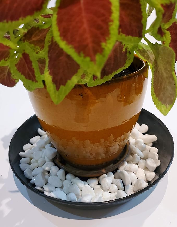 5 Inch (4 Inch Base) Case of 10 Plant Saucer - Black Polypropylene – Heavy Duty Indoor/Outdoor Tray and Drip Pan – Collects Flower Pot Excess Water Made in USA