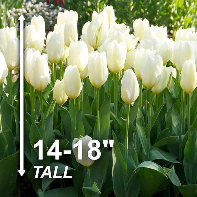 Garden State Bulb Fosteriana White Emperor Tulip Flower Bulbs, 12/+ cm, Fall Planting (Bag of 250)