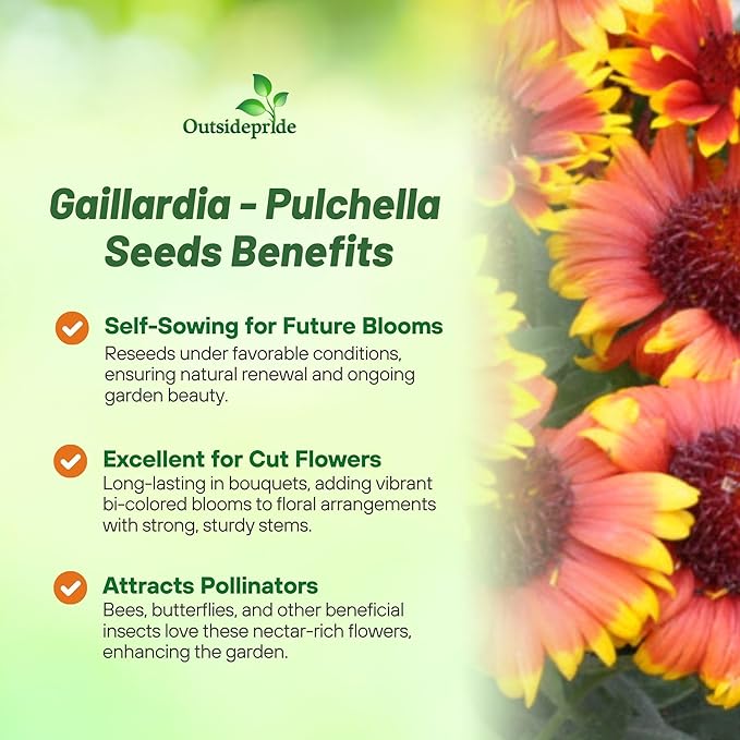 Outsidepride Gaillardia Pulchella Red Indian Blanket Seeds for Planting - 1 lb Annual Flower Seeds, Heat & Drought Tolerant for Xeriscaping, Borders, & Small Garden Spaces