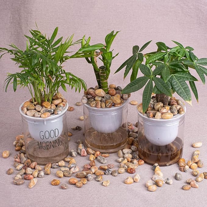 Polished Crazy Lace Agate Crystal Stone Set - 72 Pcs, 0.5" 10 oz Handpicked Natural Tumbled Gemstones Rocks, Pebbles for Reiki, Chakra, Healing, Home Decor