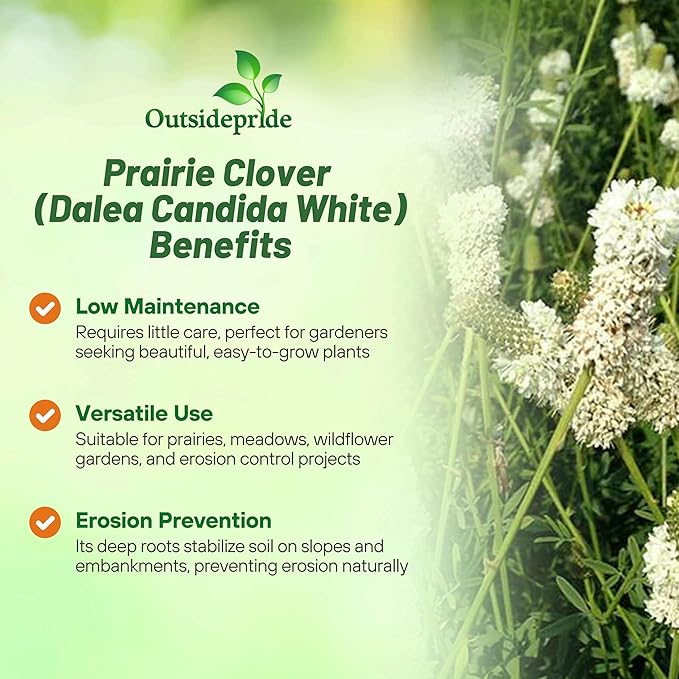 Outsidepride White Prairie Clover Seeds - 1/4 lb. Perennial Seeds for Planting, Easy to Grow, Drought & Heat Tolerant, High Protein Forage for Livestock, Ideal for Meadow Gardens, & Xeriscaping