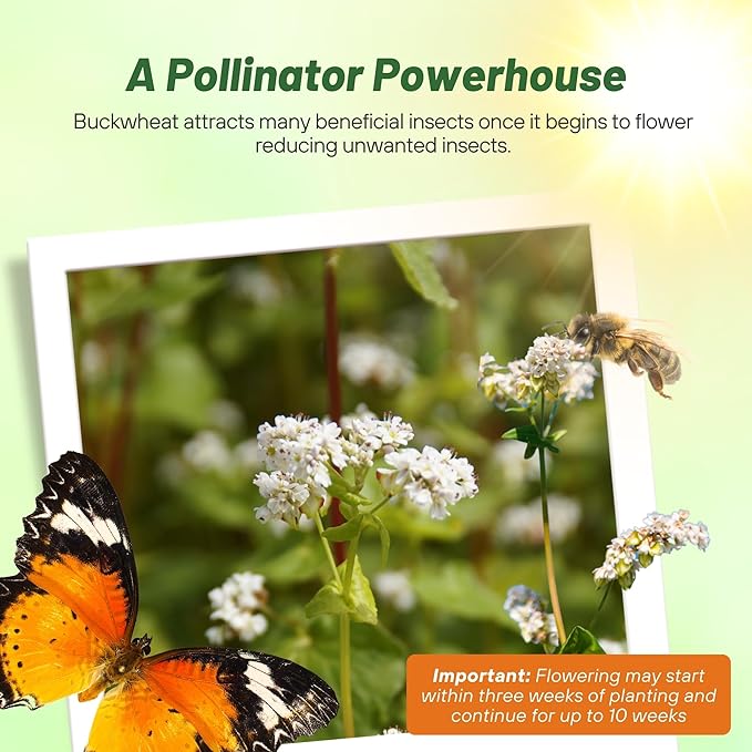 Outsidepride Buckwheat Seeds - 5lbs Annual, Fast-Growing, Easy to Grow Buckwheat Cover Crop Seeds for Green Manure, Bee Pasture & Pollinators, Wildlife Habitat, Soil Improvement, and Erosion Control
