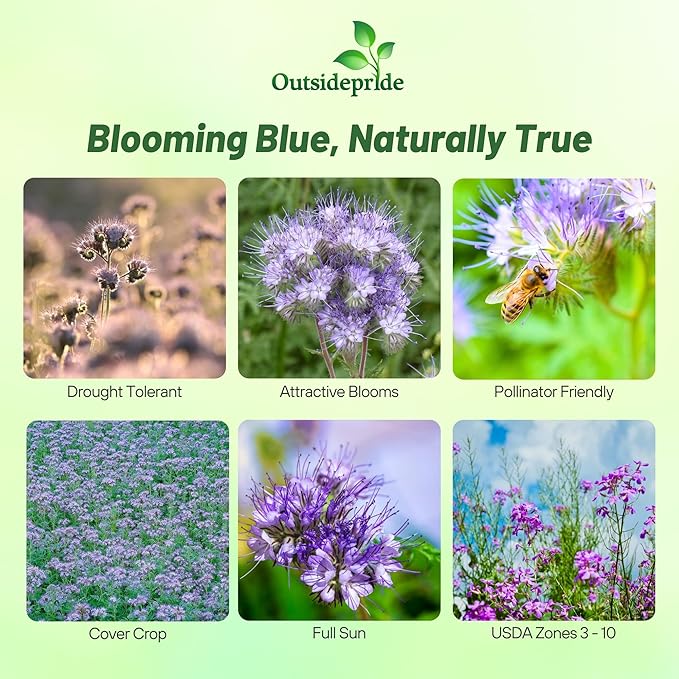 Outsidepride Lacy Phacelia Seeds for Planting - 5 Lbs. Annual, Drought-Tolerant Wildflower Seeds with Light Violet Flowers, Ideal for Pollinator Gardens, Erosion Control, & Attracts Bees & Butterflies