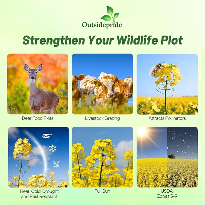 Outsidepride Trophy Forage Rape Seed - 5 Lbs Heat, Cold & Drought-Tolerant Brassica Food Plot Seed, Ideal for for Deer & Livestock Grazing, Fall Planting, Soil Improvement, & Erosion Control