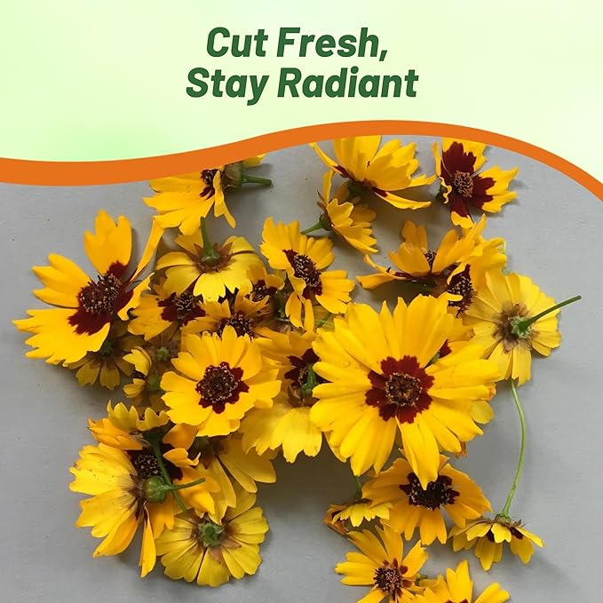 Outsidepride Plains Coreopsis Seeds - 5 lbs. Annual, Drought & Humidity Tolerant, Flower Seeds for Planting Vibrant Bicolored Blooms, Ideal for Xeriscaping and Low Maintenance Gardens