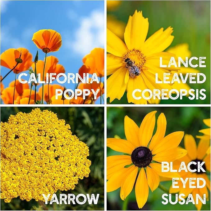 All Annual Wildflower Seeds Mix – 4 Oz, 4,000+ Seeds – 21 Varieties Including California Poppy, Indian Blanket, Scarlet Flax – Bulk Pollinator Wildflower Seed for Planting