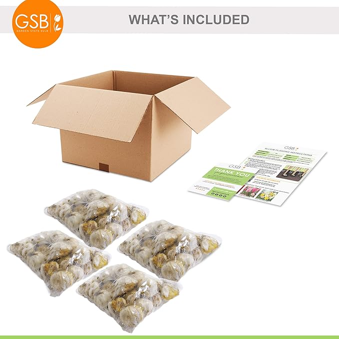 Garden State Bulb Purple Sensation Allium Flower Bulbs, 12/+ cm, Fall Planting (Bag of 100)