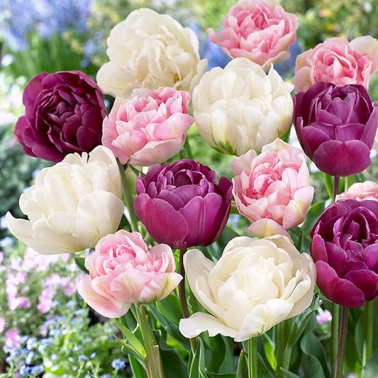 Garden State Bulb Double Late Double Dutch Mix Tulip Flower Bulbs, 12/+ cm, Fall Planting (Bag of 250)