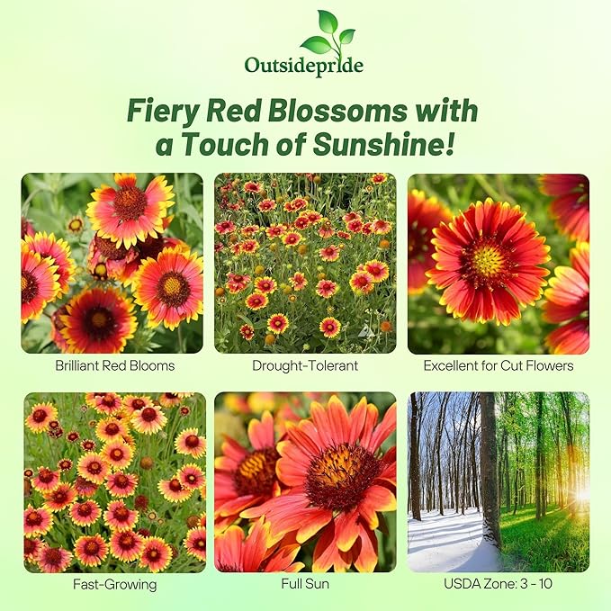 Outsidepride Gaillardia Aristata Red Blanket Flower Seeds for Planting - 1 lb Perennial Wildflower Seeds, Drought-Tolerant for Xeriscaping, Borders, Pollinator Gardens, or Wildflower Mixes