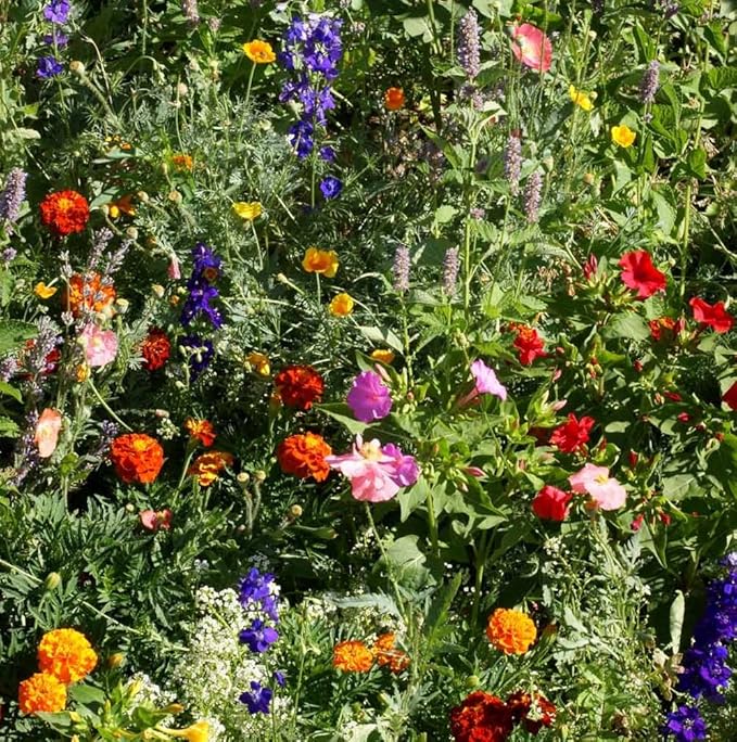 Outsidepride Deer Proof Wildflower Seed Mix - 1 lb. Colorful Blend of Easy to Grow, Drought-Tolerant Annual & Perennial Wildflower Seeds for a Deer-Free,Vibrant Meadow & Pollinator-Friendly Garden