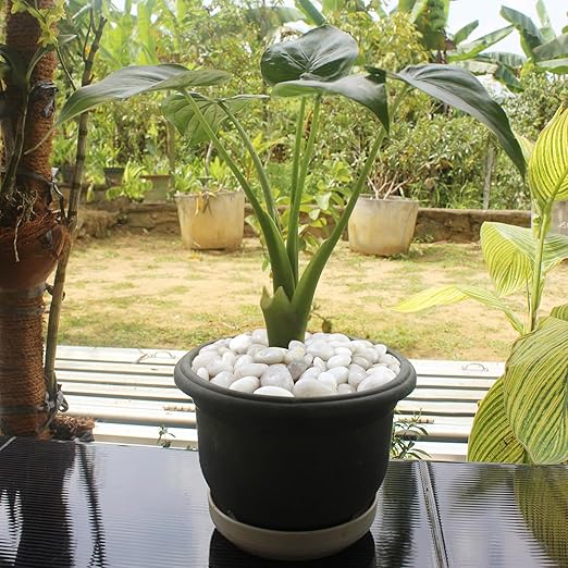 40LB White River Rocks for Landscaping,1-2.2 Inch Polished Pebbles for Plants, Decorative Stones for Landscaping. Succulents, Crafting,Fish Tank,Garden,Vase Filler, Outdoor Decoration