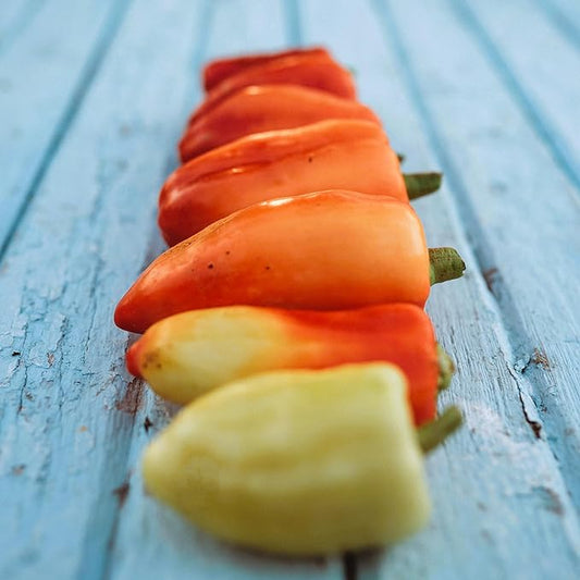 Feher Ozon Paprika Pepper - 25 Seeds - Heirloom Hungarian Pepper, Thick Sweet Peppers USA-Grown, Non-GMO Heirloom Pepper for Planting Outdoors in The Home Garden, Thresh Seed Company