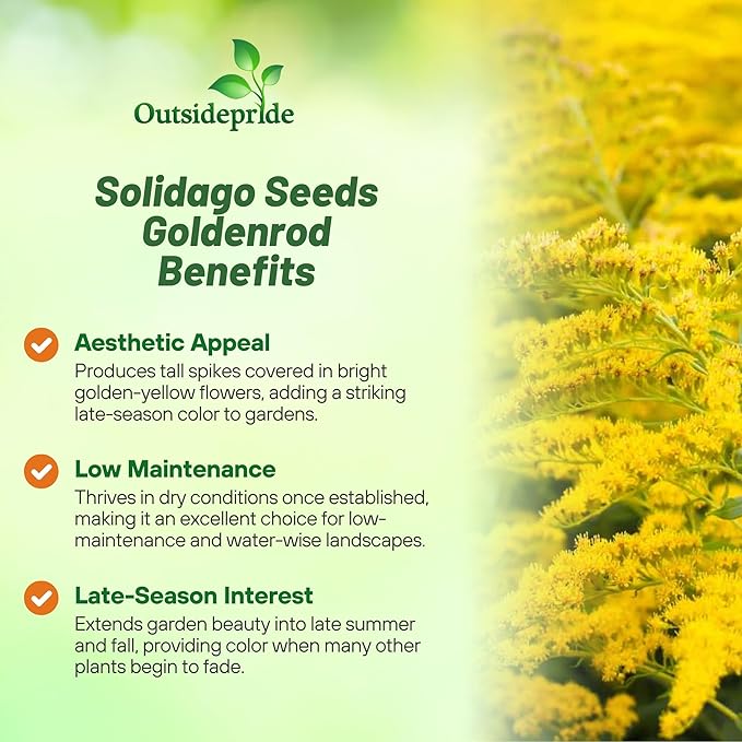 Outsidepride 5000 Seeds Perennial Solidago Stiff Goldenrod Flower Seeds for Planting