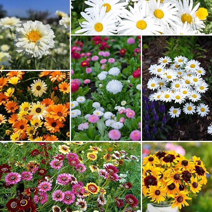 Eden Brothers Daisy Crazy Flower Mixed Seeds for Planting, 5 lb, 2,400,000+ Seeds with Creeping, Painted, Yellow Daisy | Attracts Pollinators, Plant in Spring or Fall, Zones 3, 4, 5, 6, 7, 8, 9, 10