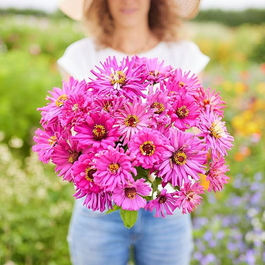 Eden Brothers Zinnia Seeds - Super Cactus Lilac Emperor, Non-GMO Seeds for Planting, 1 oz | Low-Maintenance Flower Seeds, Plant During Spring, Zones 3, 4, 5, 6, 7, 8, 9, 10