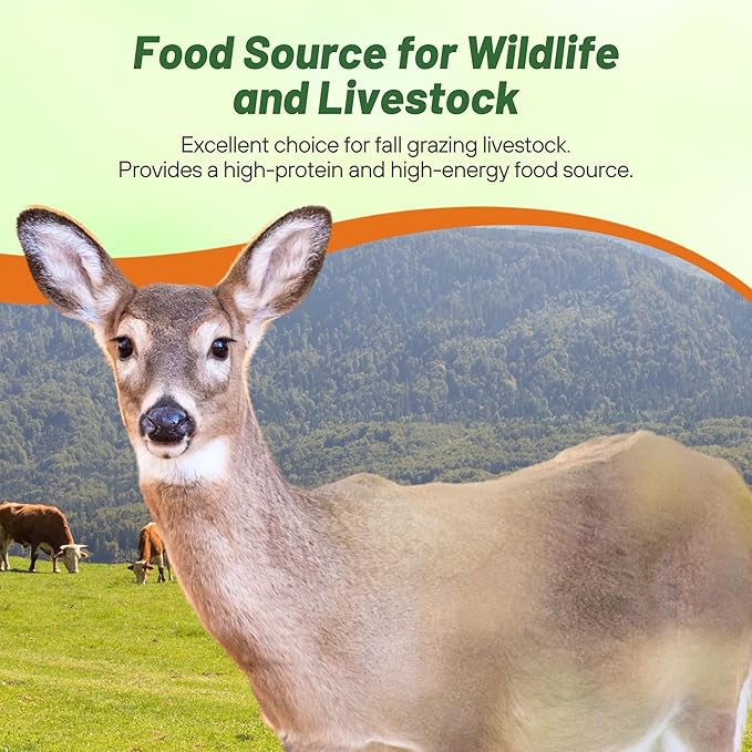 Outsidepride Purple Top Turnip Seeds - 50 Lbs High-Yield, High Protein Turnip Seed, Ideal Cover Crop, for Forage, Grazing Livestock, High Energy Deer Food Plot & Soil Improvement