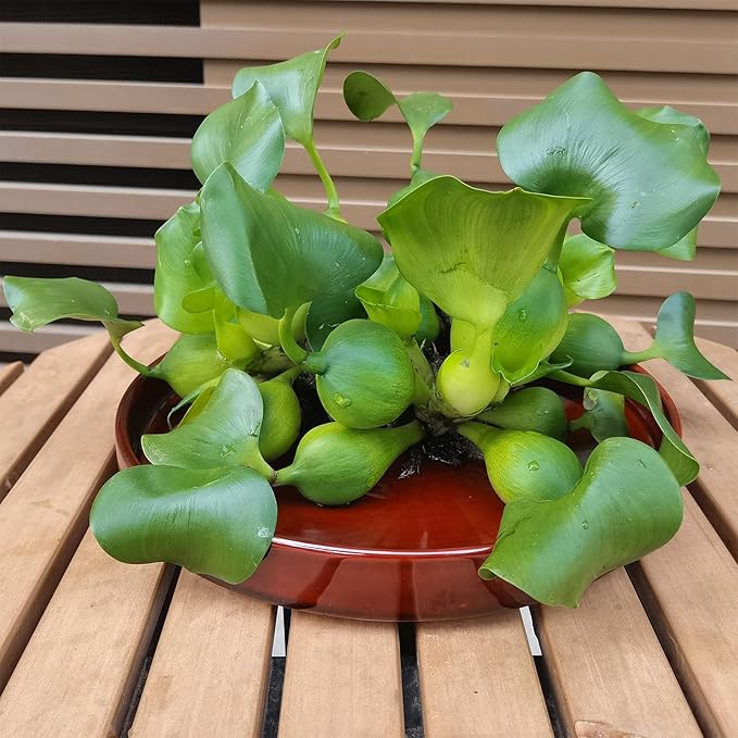 Ceramic Plant Saucer 10 Inch, Round Plant Trays for Indoors/Outdoors, Flower Pot Saucers for Holding Water Drips and Soil, Ceramic Drainage Tray for Plant Pot (Brown)