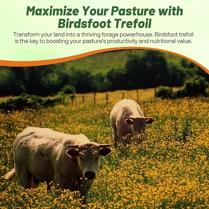 Outsidepride Perennial Birdsfoot Trefoil Seed - 5 lbs Nitrocoated, Inoculated, Winter Hardy, High Protein Forage Legume Seeds for Pasture, Hay, Silage Production & Livestock Grazing