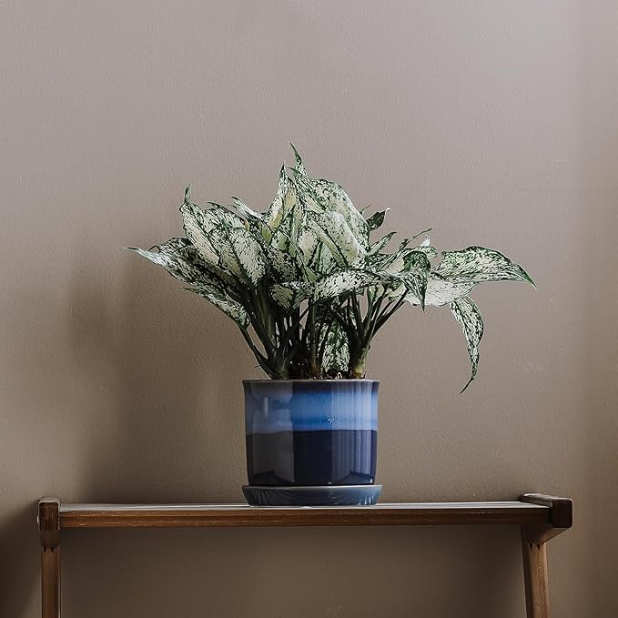 5.8 Inch Plant Pot: Ceramic Planter with Drainage Hole & Saucer for Indoor Outdoor Plants - Flowerpot with Bonded Tray for Home Office - Blue Reactive Glaze