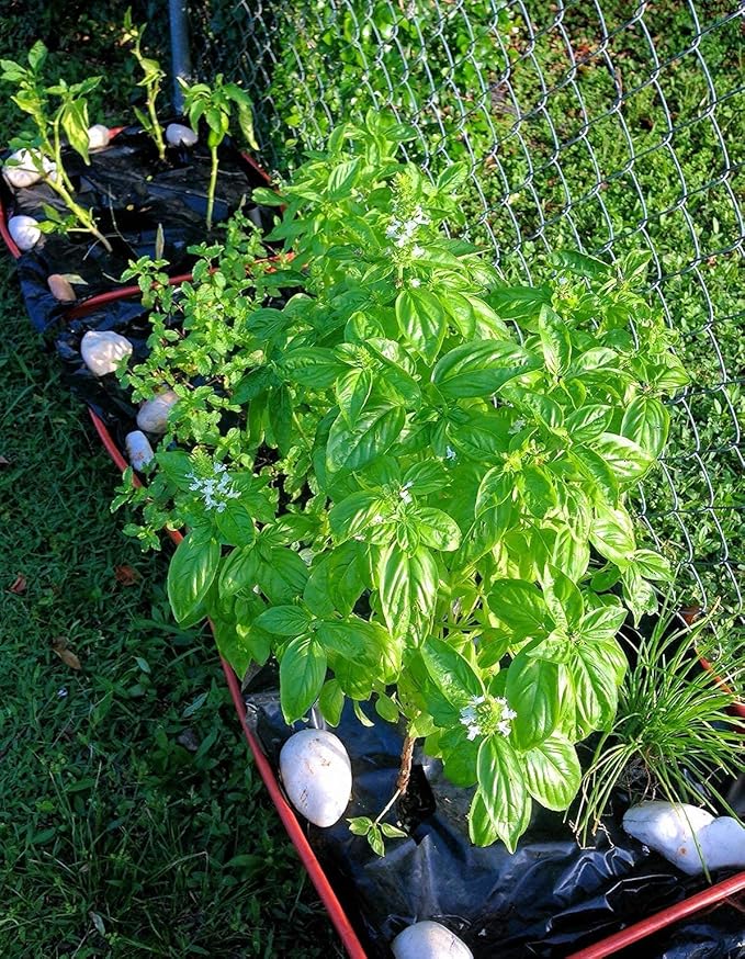 100 Earthpods - Premium Bio Organic Vegetable Fertilizer Spikes – Special Formulated Organic Plant Food for Herbs - Garden Fertilizer Sticks – Made in USA