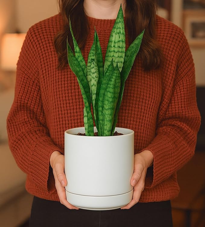 D'vine Dev 4.7 Inch & 6.5 Inch Ceramic Planter Pots for Plants with Drainage Hole and Saucer, Small Plant Pots Set, White, 94-G-S-1