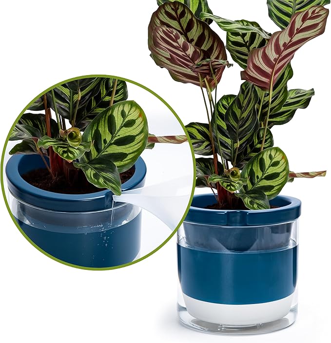 D'vine Dev 8 Inch Design Self Watering Planter for Indoor Plants, Blue Terracotta Pot with Cylinder Glass Cup, 37-X-C-4