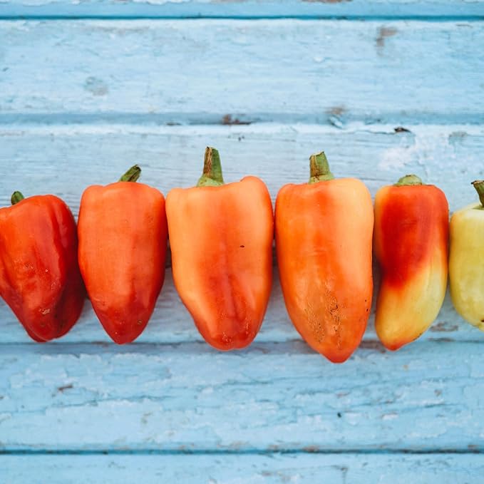 Feher Ozon Paprika Pepper - 25 Seeds - Heirloom Hungarian Pepper, Thick Sweet Peppers USA-Grown, Non-GMO Heirloom Pepper for Planting Outdoors in The Home Garden, Thresh Seed Company