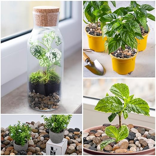 20Ib Rain Forest Rocks- Decorative Pebbles for Plants- River Rocks for Outdoor Landscaping- 0.3"-0.8" inch High Polished Stones for Aquarium, Terrarium,Vases, Home Decor