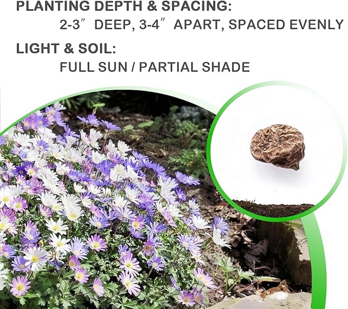 Amazing Deal! Anemone Blanda “Fireworks” – Colorful Perennial Flower Bulbs | Shade-Loving Windflowers in Purple, White, Pink & Blue | Attracts Butterflies & Bees | Zones 3–8 - (30 Bulbs)