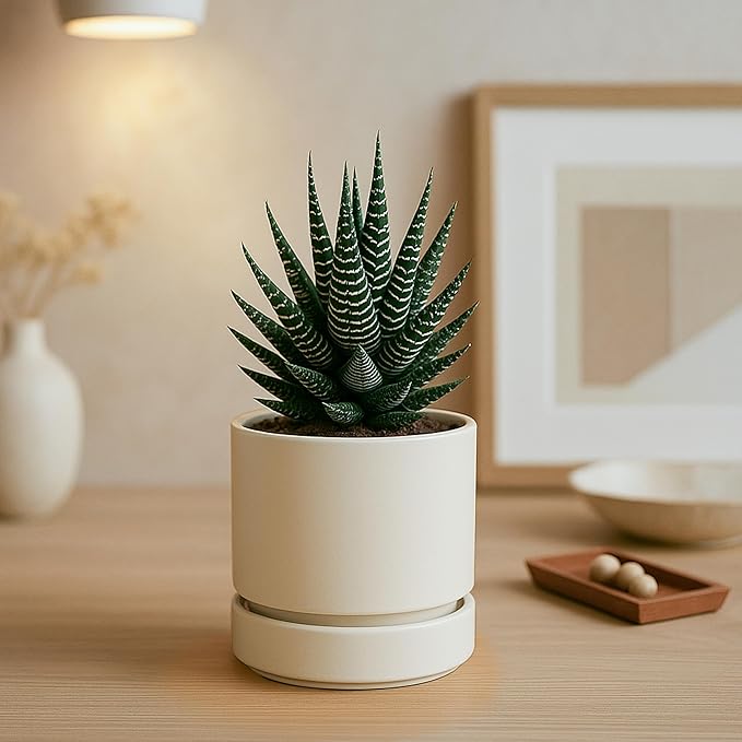 Phoenix Vine 4 Inch Planter Pot with Drainage Hole & Saucer, Deep Water Catch Tray, Straight Cylindrical Round Pot for Plants, Oatmeal, Pack of 4, 23-E-R-4