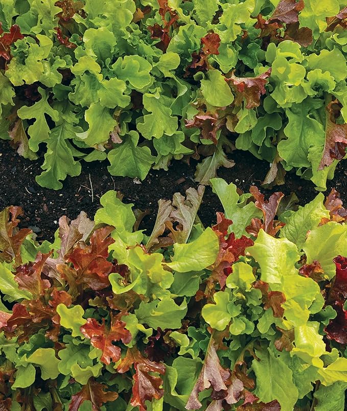 Burpee Looseleaf Blend Lettuce Seeds 1500 seeds