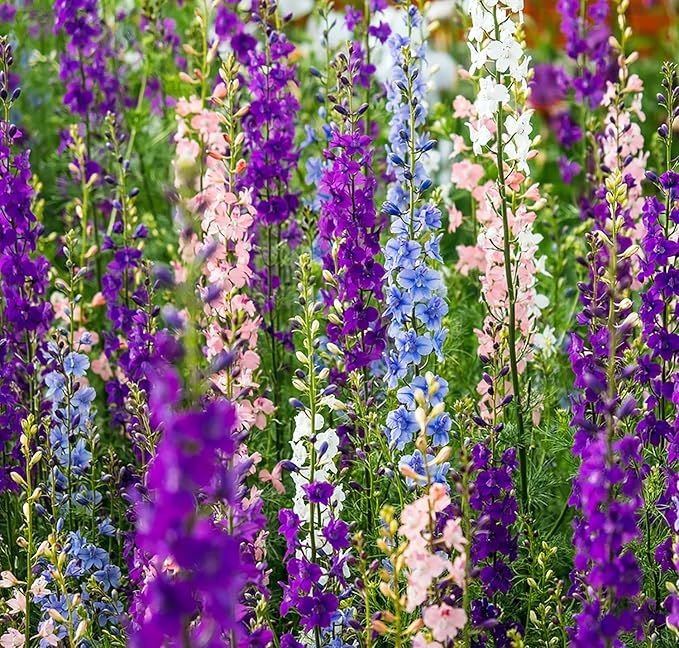Larkspur Seeds - Rocket Wild Delphinium Mixed Colors - 4' Tall and Used Widely by Floral Designers