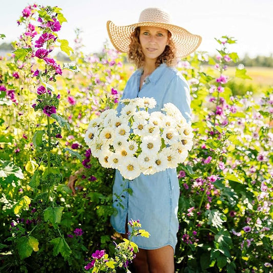 Eden Brothers Zinnia Seeds - Polar Bear, Non-GMO Seeds for Planting, Packet | Low-Maintenance Flower Seeds, Plant During Spring, Zones 3, 4, 5, 6, 7, 8, 9, 10