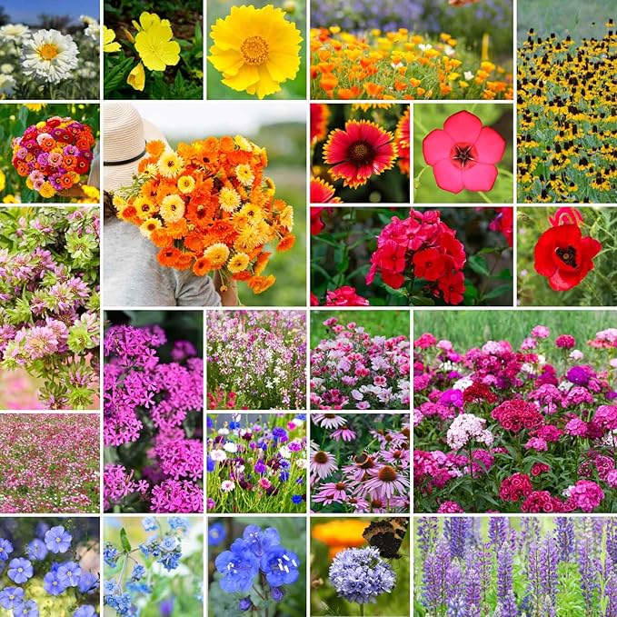 Eden Brothers Heirloom Flower Mixed Seeds for Planting, 10 lb, 4,800,000+ Seeds with Zinnia, Toadflax, Evening Primrose | Attracts Pollinators, Plant in Spring or Fall, Zones 3, 4, 5, 6, 7, 8, 9, 10